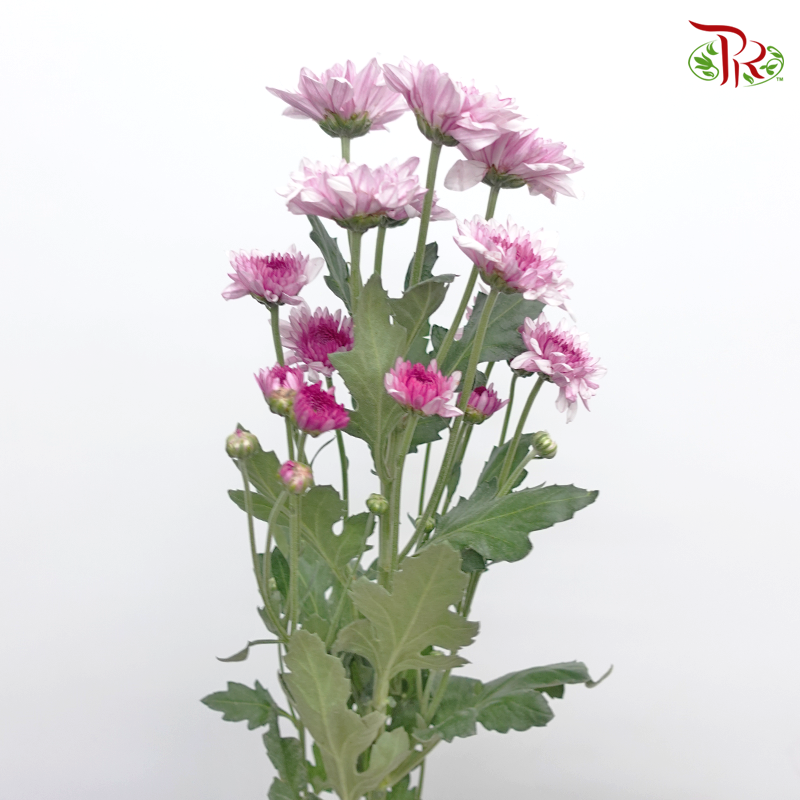 Chrysanthemum Pompom -