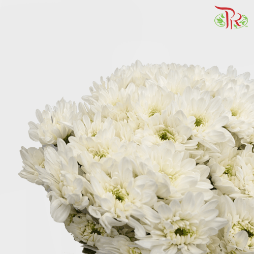 Chrysanthemum Pompom -