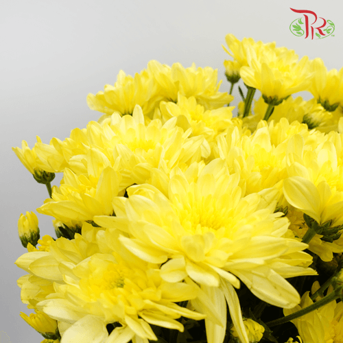 Chrysanthemum Pompom -