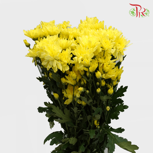 Chrysanthemum Pompom -