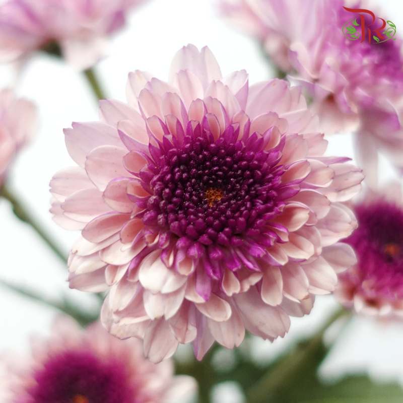 Chrysanthemum Pompom -