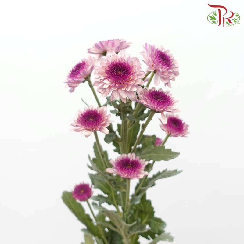 Chrysanthemum Pompom -