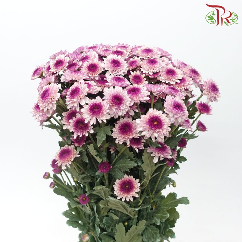 Chrysanthemum Pompom -
