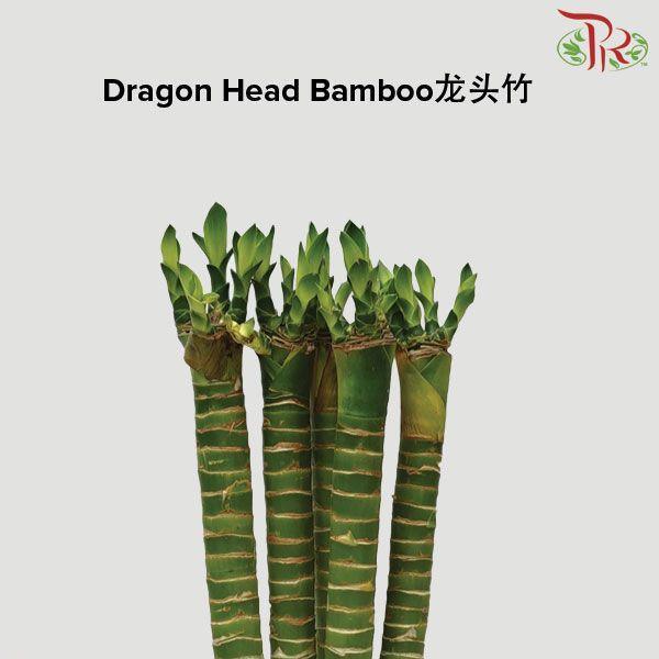 Dragon Head Bamboo《龍頭竹》 -