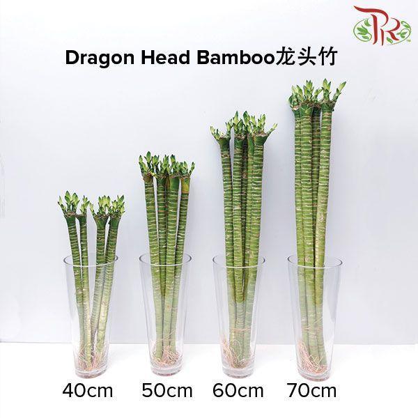 Dragon Head Bamboo《龍頭竹》 -