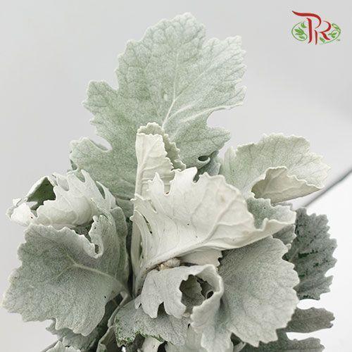 Dusty Miller - Silver Leaf -