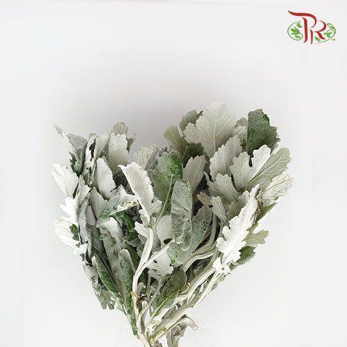 Dusty Miller - Silver Leaf -