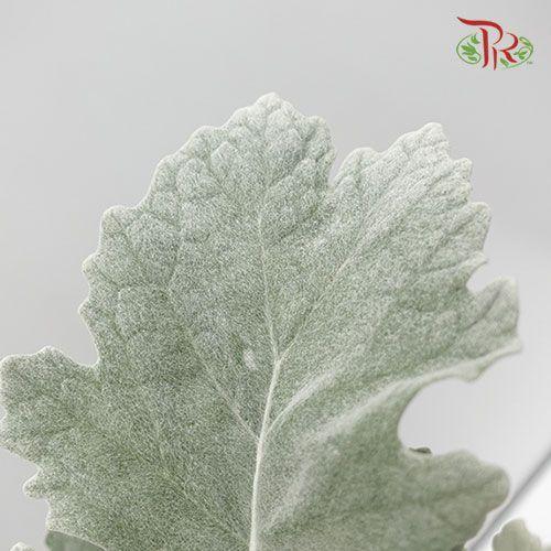 Dusty Miller - Silver Leaf -