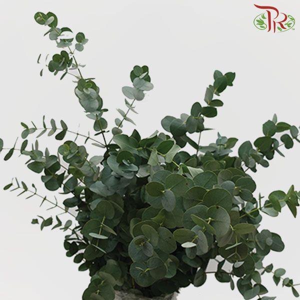 Eucalyptus Cineria -