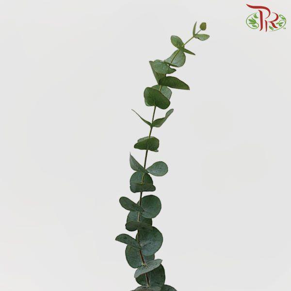 Eucalyptus Cineria -