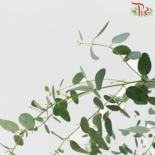 Eucalyptus Gunni -