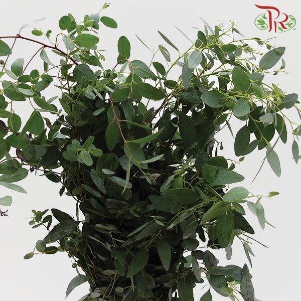 Eucalyptus Gunni -