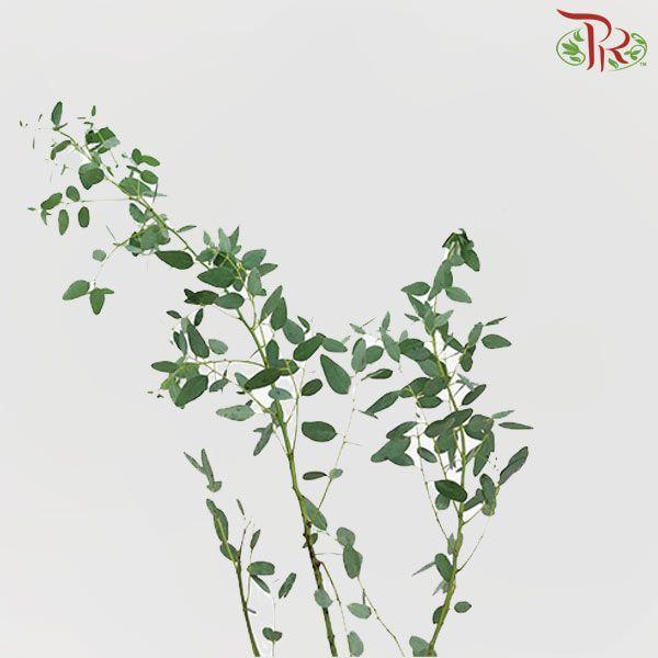 Eucalyptus Gunni -