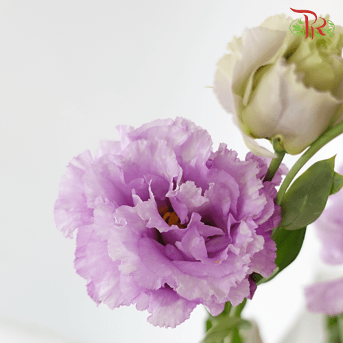 Eustoma Nessen -