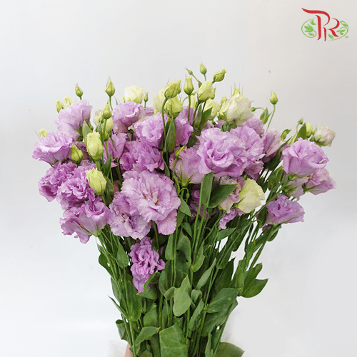 Eustoma Nessen -