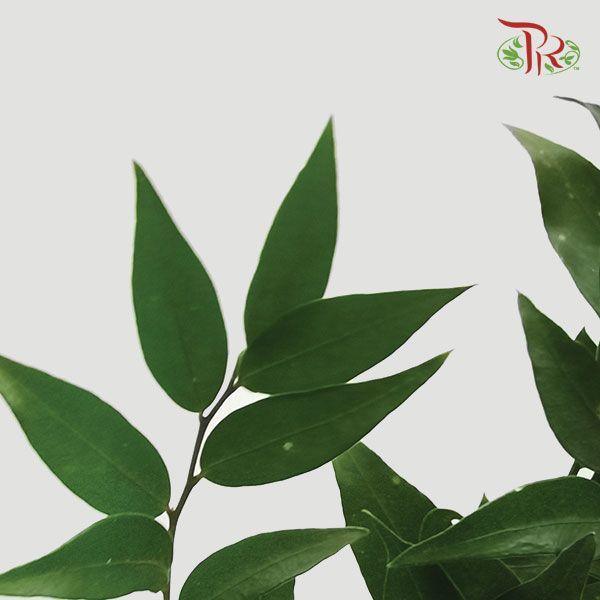 Evergreen Leaf《万年青》 -