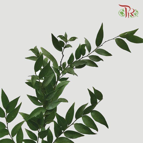 Evergreen Leaf《万年青》 -