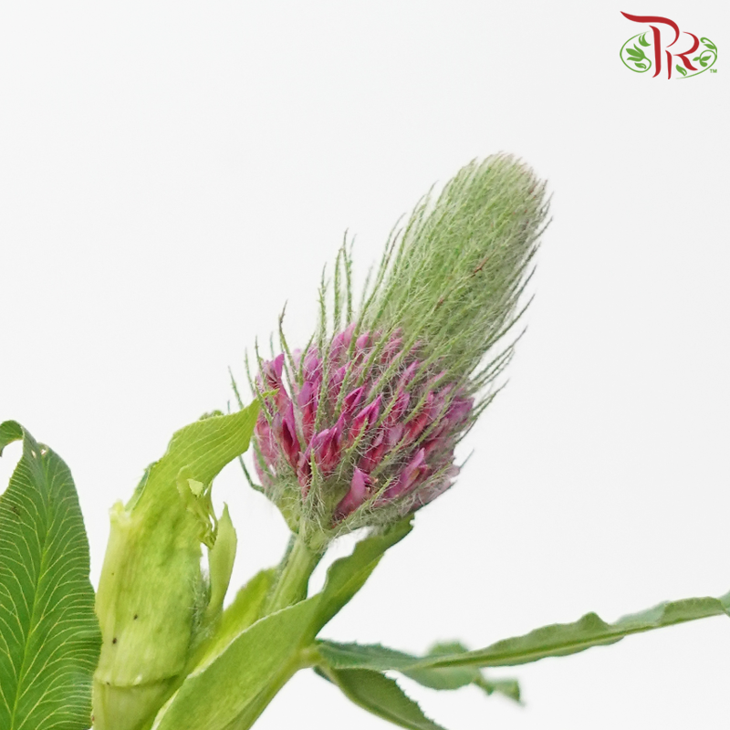 Trifolium -