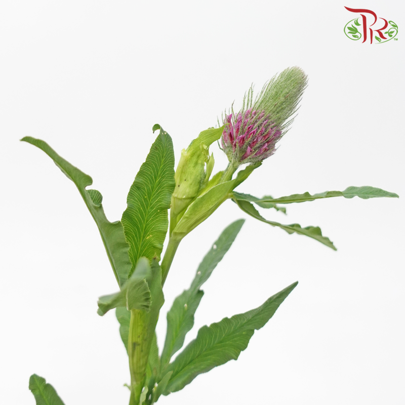 Trifolium -