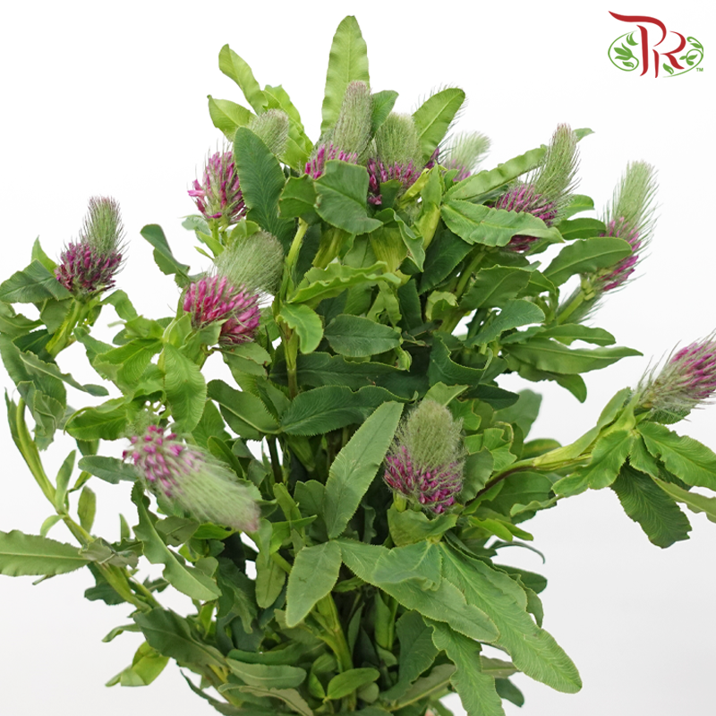 Trifolium -