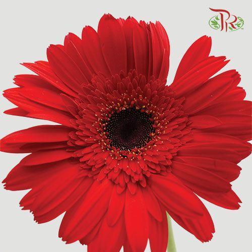 Gerbera -