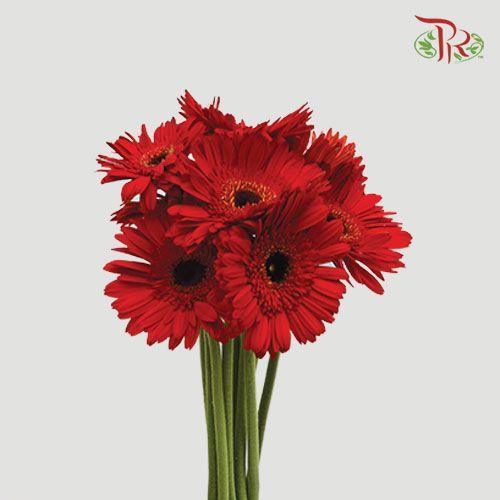 Gerbera -