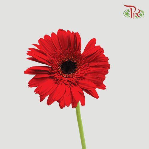Gerbera -