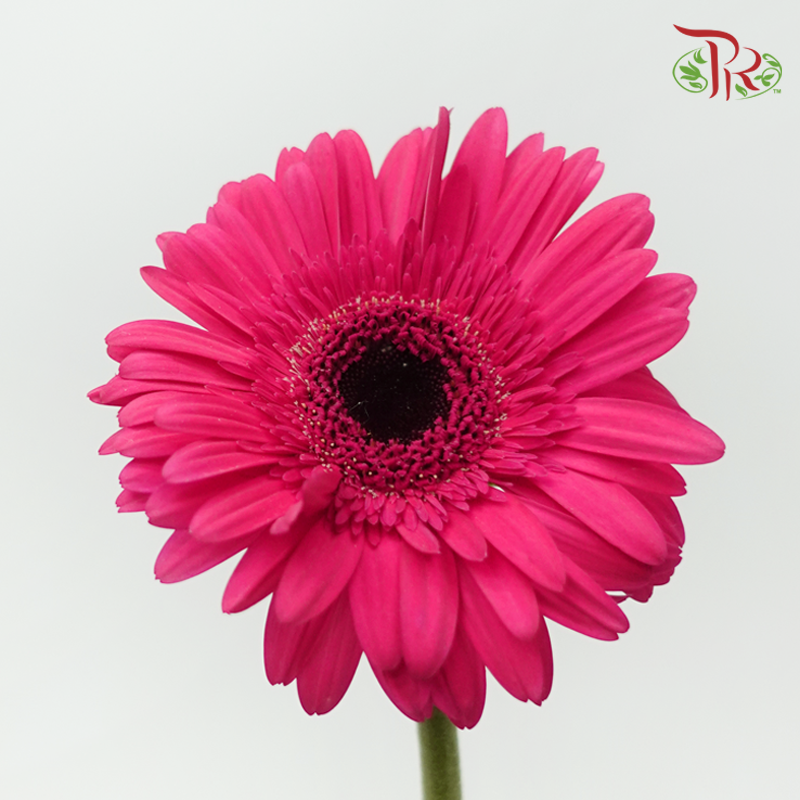 Gerbera -