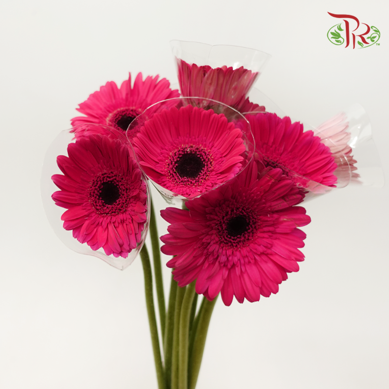 Gerbera -