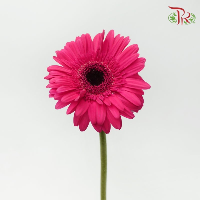 Gerbera -
