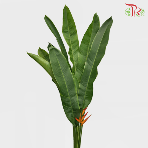 Heliconia -