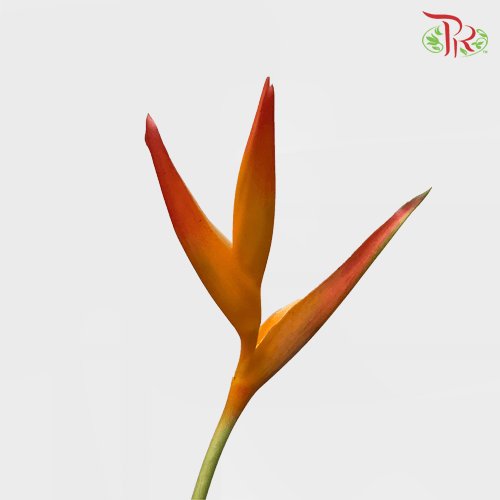 Heliconia -