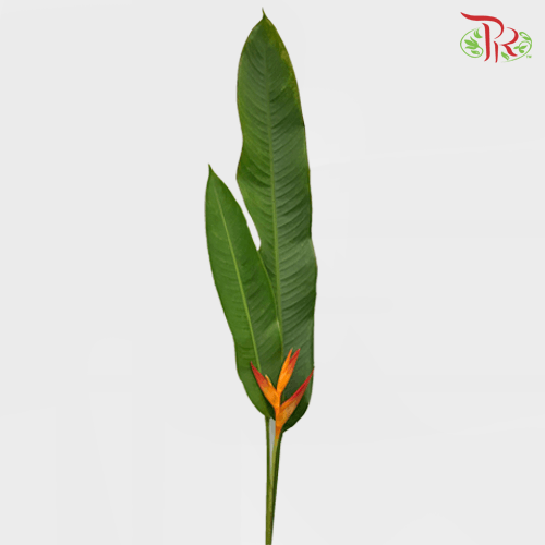 Heliconia -