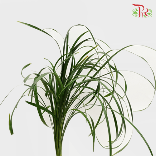 HW Beargrass Green Leaf (Ophiopogon) -