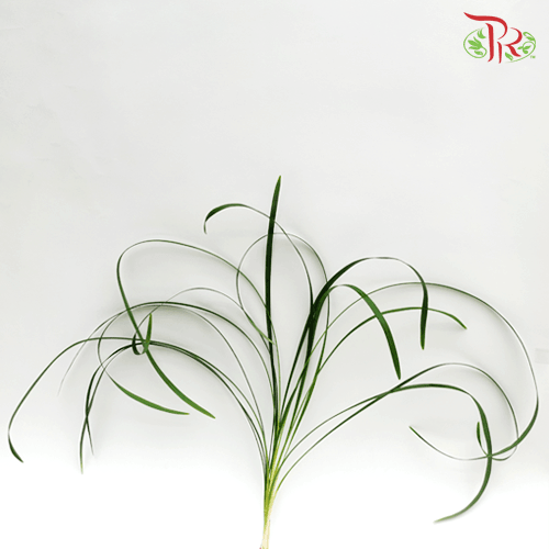 HW Beargrass Green Leaf (Ophiopogon) -