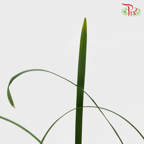 HW Beargrass Green Leaf (Ophiopogon) -