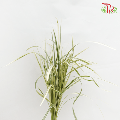 HW Beargrass White Leaf (Ophiopogon) -