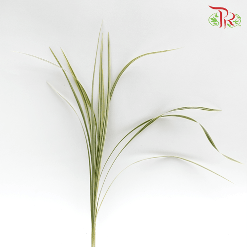 HW Beargrass White Leaf (Ophiopogon) -