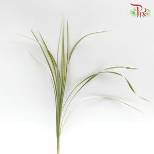 HW Beargrass White Leaf (Ophiopogon) -