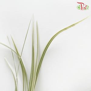 HW Beargrass White Leaf (Ophiopogon) -