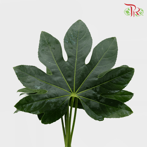HW Fatsia Leaf -