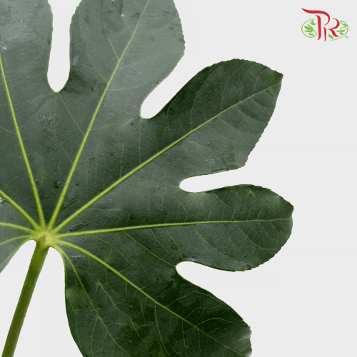 HW Fatsia Leaf -