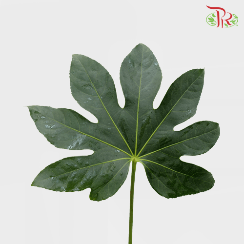 HW Fatsia Leaf -