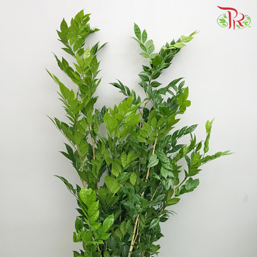 HW Jasmine Leaf / Murraya -