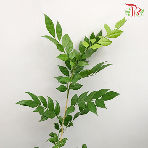 HW Jasmine Leaf / Murraya -