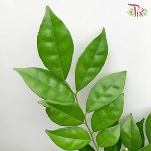 HW Jasmine Leaf / Murraya -