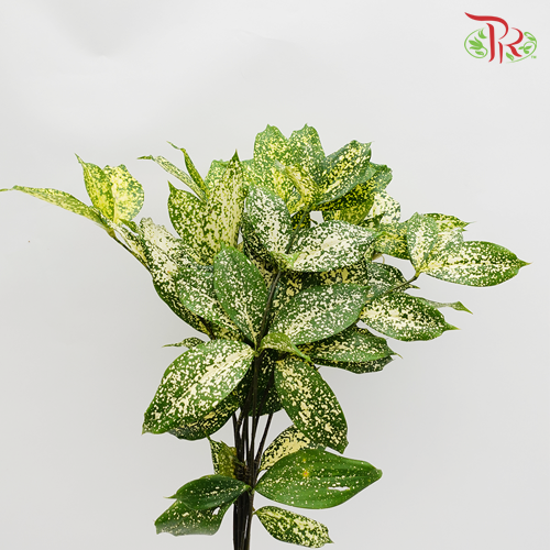 HW Johor Leaf (Florida Beauty) -