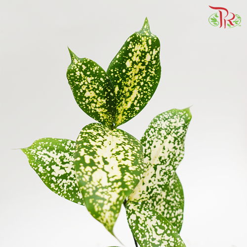 HW Johor Leaf (Florida Beauty) -