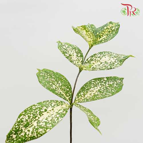 HW Johor Leaf (Florida Beauty) -