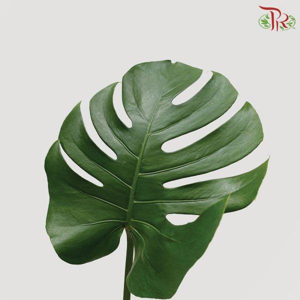 HW Monstera -
